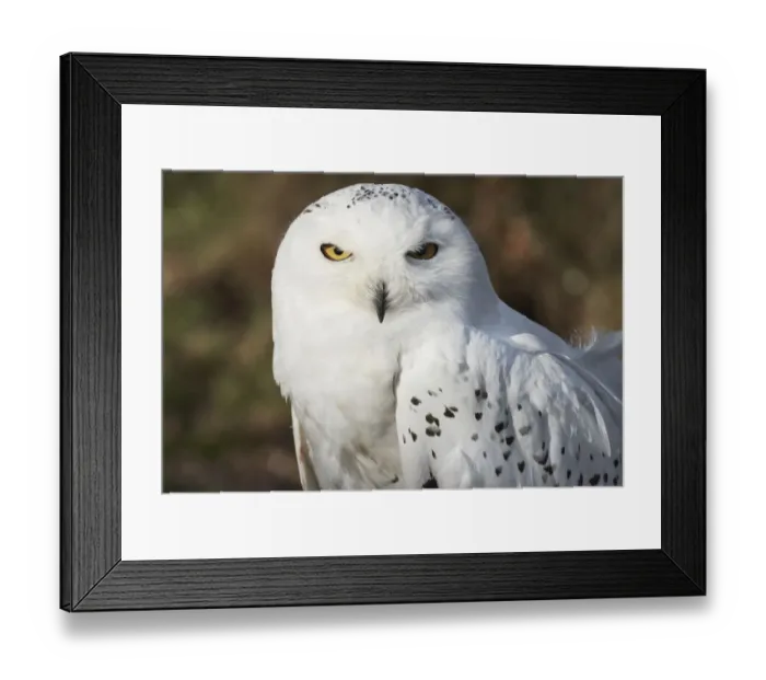 Framed Print : ave, avian, bubo scandiacus, captive animals, nobody, nyctea scandiaca, ornithology Framed Print : ave, avian, bubo scandiacus, captive animals, nobody, nyctea scandiaca, ornithology
