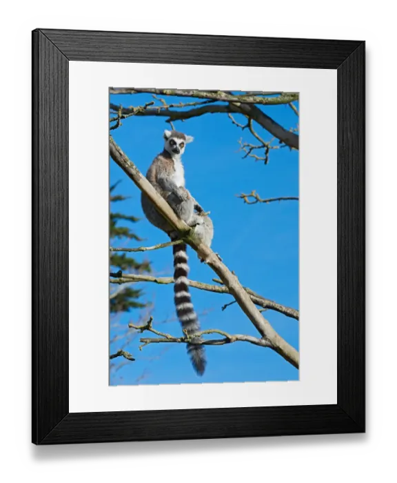 Framed Print : branch, captive animals, captivity, grey, lemur catta, lemuridae, nobody, ring tailed Framed Print : branch, captive animals, captivity, grey, lemur catta, lemuridae, nobody, ring tailed