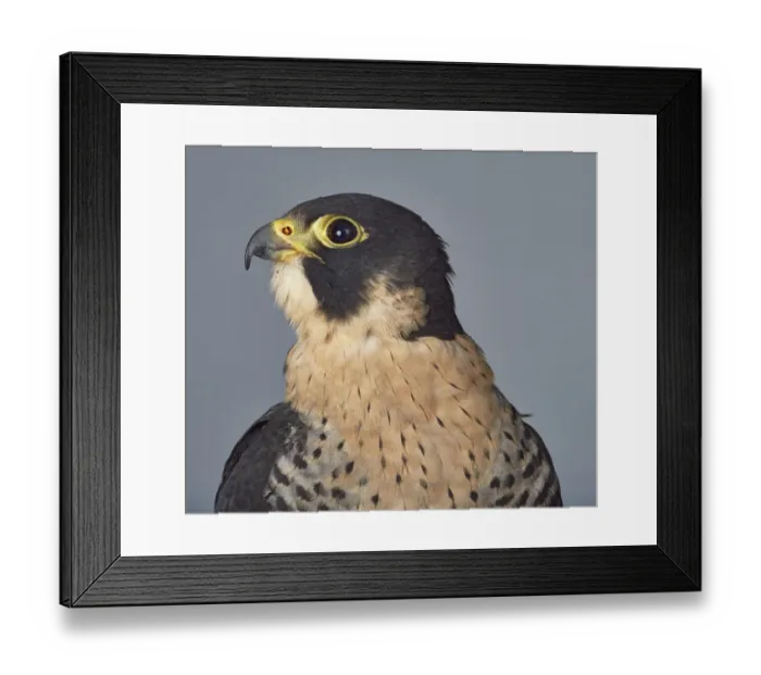 Framed Print : ave, avian, black, brown eye, captive animals, duck hawk, falcon, falconidae, falco peregrinus Framed Print : ave, avian, black, brown eye, captive animals, duck hawk, falcon, falconidae, falco peregrinus