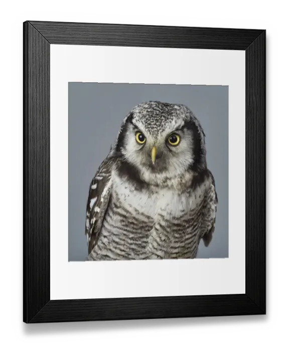 Framed Print : ave, avian, captive animals, grey background, nobody, northern hawk owl, ornithology Framed Print : ave, avian, captive animals, grey background, nobody, northern hawk owl, ornithology
