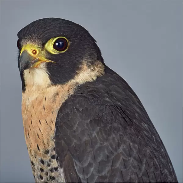 ave, avian, black, brown eye, captive animals, duck hawk, falcon, falconidae, falco peregrinus