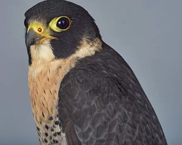 ave, avian, black, brown eye, captive animals, duck hawk, falcon, falconidae, falco peregrinus