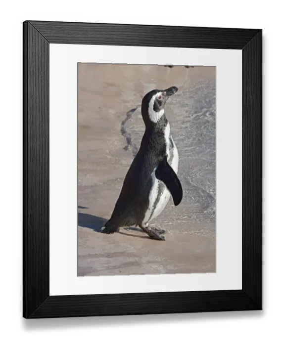 Framed Print : aquatic, ave, avian, captive animals, magellanic penguin, nobody, spheniscidae, spheniscus
