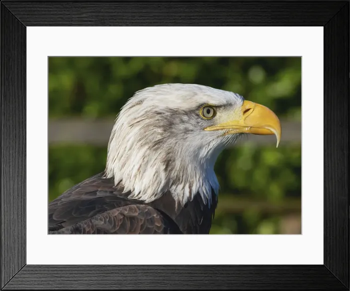 Framed Print : ave, avian, captive animals, eagle, haliaeetus leucocephalus, nobody, ornithology