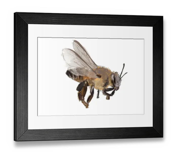 Framed Print : Dorling Kindersley Collection Framed Print : Dorling Kindersley Collection