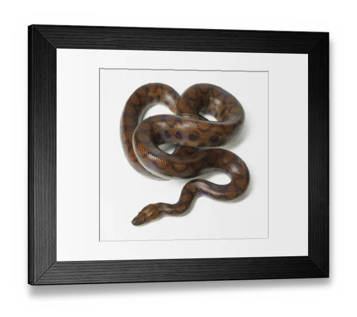 Framed Print : boidae, epicrates cenchria, nobody, plain background, rainbow boa, wildlife