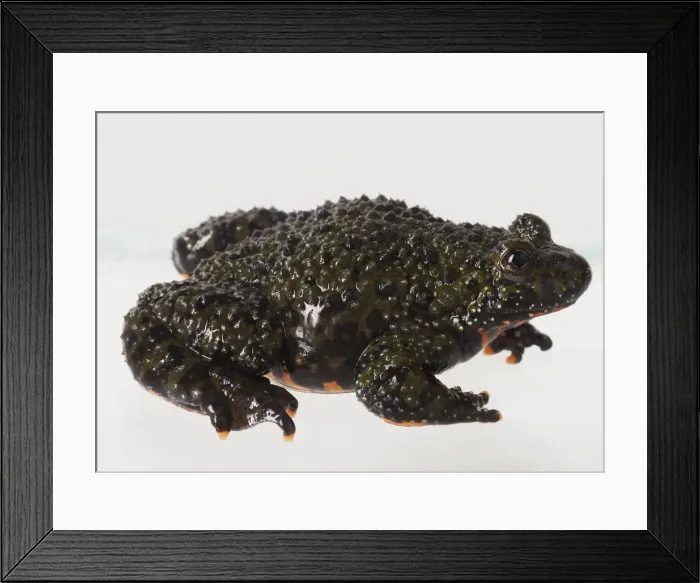 Framed Print : Dorling Kindersley Collection Framed Print : Dorling Kindersley Collection