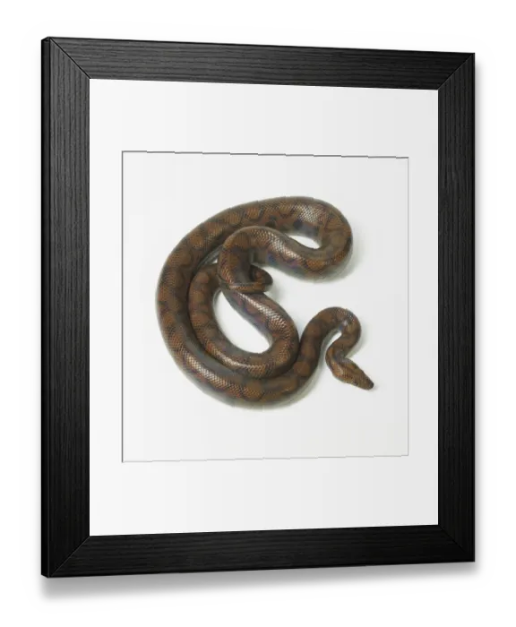 Framed Print : boidae, epicrates cenchria, nobody, plain background, rainbow boa, wildlife