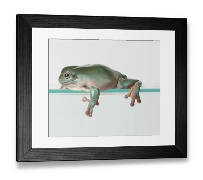 Framed Print : green, litoria caerulea, nobody, plain background, wildlife Framed Print : green, litoria caerulea, nobody, plain background, wildlife