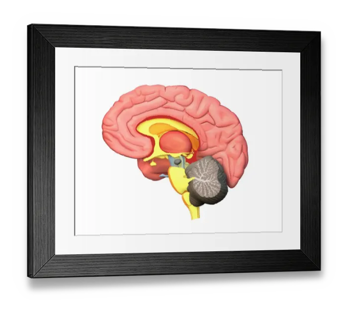 Framed Print : colour, grey, nobody, pink, plain background, spinal cord Framed Print : colour, grey, nobody, pink, plain background, spinal cord