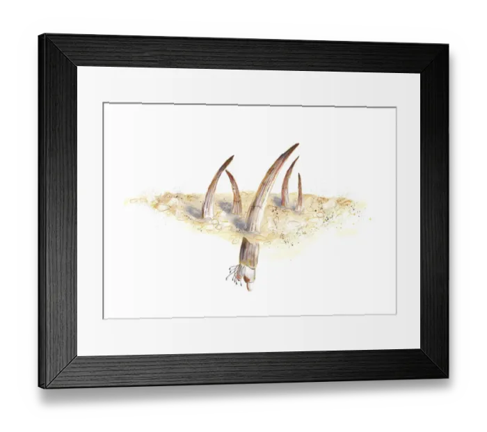 Framed Print : colour, cream coloured, mollusc, nobody, plain background, scaphopod, tooth shell Framed Print : colour, cream coloured, mollusc, nobody, plain background, scaphopod, tooth shell