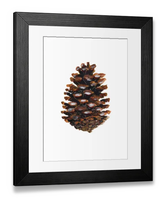 Framed Print : coniferous, nobody, pine, pinecone, plain background Framed Print : coniferous, nobody, pine, pinecone, plain background