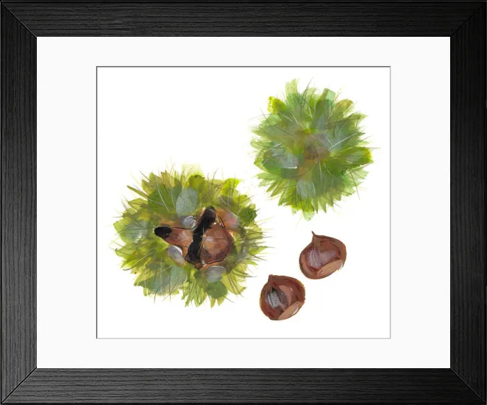 Framed Print : castanea sativa, chestnut, green, nobody, nut, plain background, sweet chestnut Framed Print : castanea sativa, chestnut, green, nobody, nut, plain background, sweet chestnut