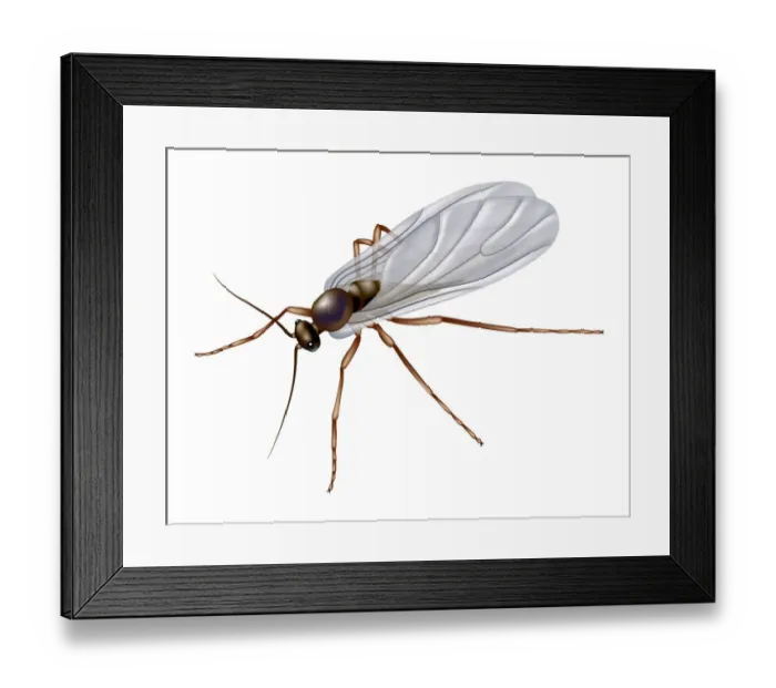 Framed Print : 026_Fungus_gnat Framed Print : 026_Fungus_gnat