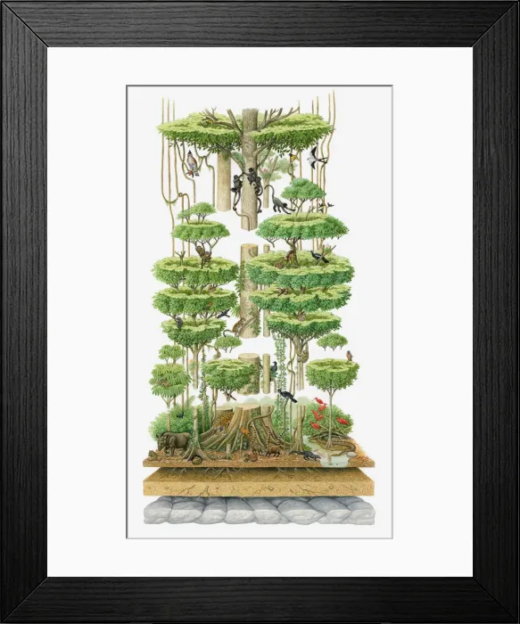 Framed Print : studio shot, white background, nobody, cut out, cross section, low section, watercolour painting Framed Print : studio shot, white background, nobody, cut out, cross section, low section, watercolour painting