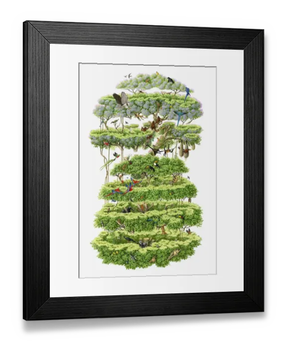 Framed Print : studio shot, white background, nobody, cut out, cross section, watercolour painting Framed Print : studio shot, white background, nobody, cut out, cross section, watercolour painting