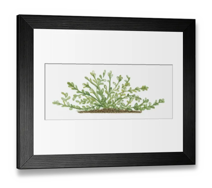 Framed Print : botany, creeper, cut out, day, flora, green, herb, leaf, no people, oblanceolate Framed Print : botany, creeper, cut out, day, flora, green, herb, leaf, no people, oblanceolate