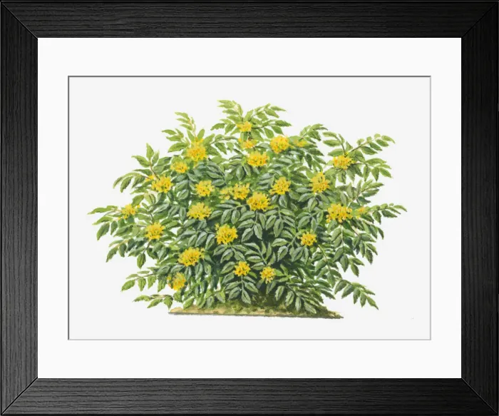 Framed Print : botany, cut out, day, evergreen, flora, flower, green, herb, leaf, mahonia aquifolium Framed Print : botany, cut out, day, evergreen, flora, flower, green, herb, leaf, mahonia aquifolium