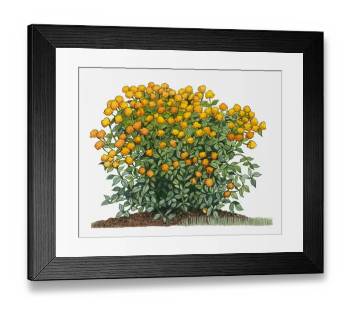 Framed Print : botany, cut out, day, flora, flower, green, herb, lantana camara, leaf, no people
