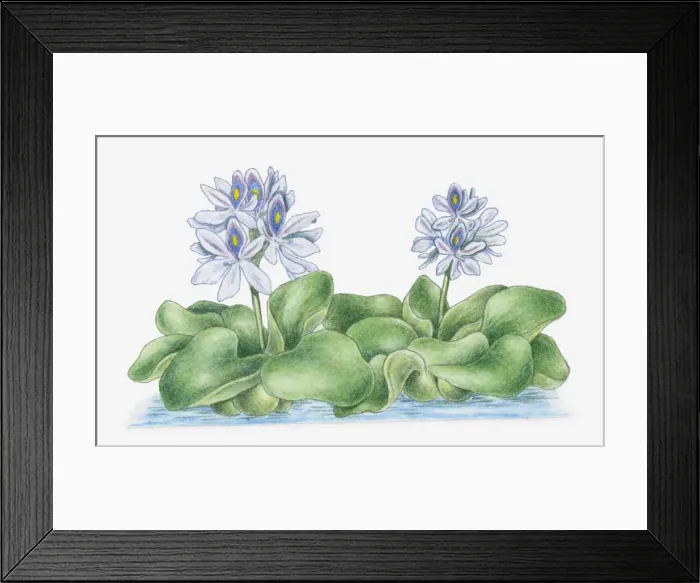 Framed Print : aquatic, botany, cut out, day, eichhornia crassipes, flora, flower, green, herb, hermaphrodite Framed Print : aquatic, botany, cut out, day, eichhornia crassipes, flora, flower, green, herb, hermaphrodite