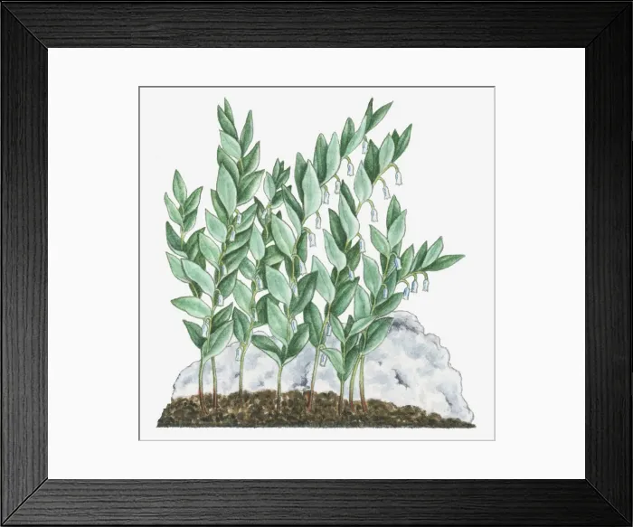 Framed Print : angular solomons seal, botany, cut out, day, flora, flower, fragility, green Framed Print : angular solomons seal, botany, cut out, day, flora, flower, fragility, green