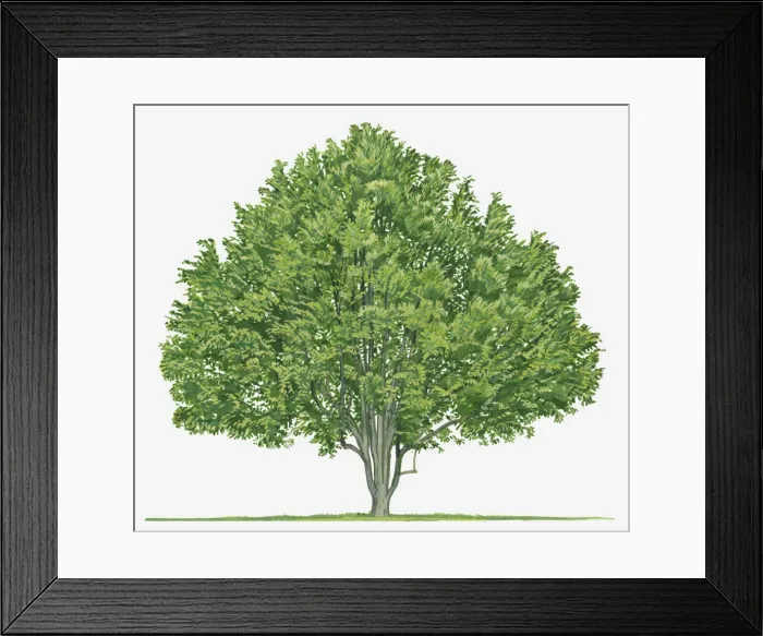 Framed Print : botany, cut out, day, evergreen, flora, green, herb, leaf, myristica fragrans, no people Framed Print : botany, cut out, day, evergreen, flora, green, herb, leaf, myristica fragrans, no people