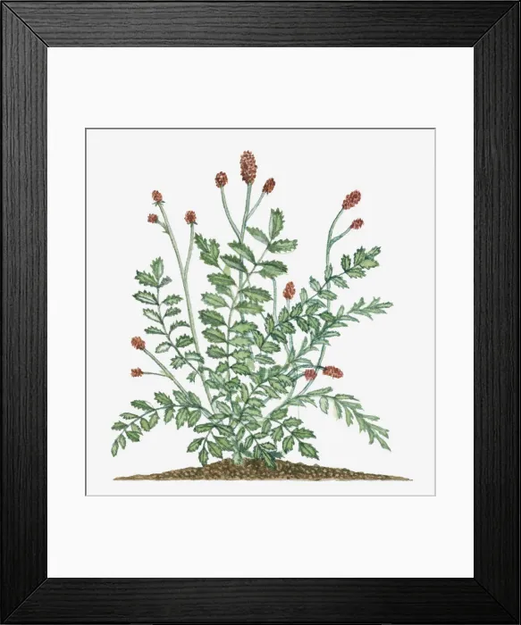 Framed Print : botany, cut out, day, evergreen, flora, flower, green, herb, leaf, no people, outdoors