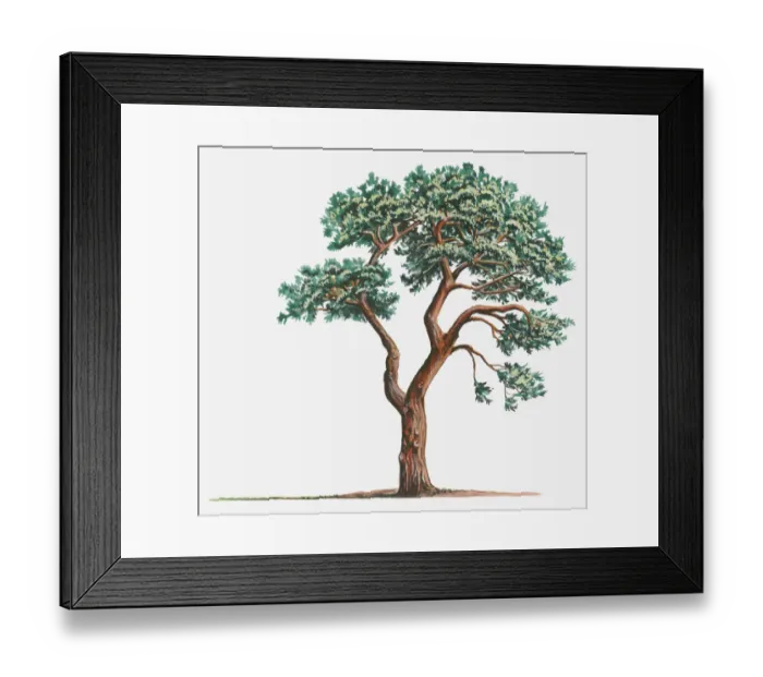 Framed Print : botany, coniferous, cut out, day, evergreen, flora, green, herb, leaf, no people Framed Print : botany, coniferous, cut out, day, evergreen, flora, green, herb, leaf, no people