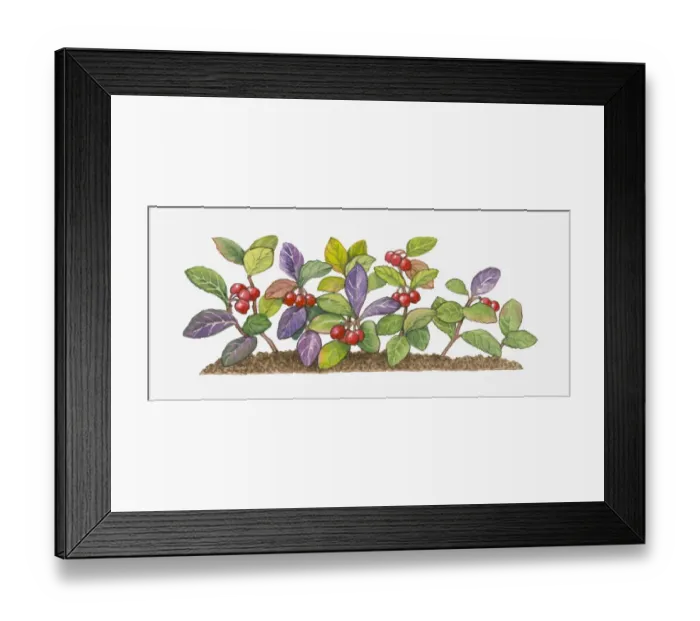 Framed Print : botany, cut out, day, evergreen, flora, fruit, gaultheria procumbens, green, herb Framed Print : botany, cut out, day, evergreen, flora, fruit, gaultheria procumbens, green, herb