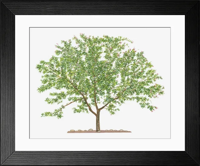Framed Print : botany, cut out, day, evergreen, flora, green, herb, leaf, no people, outdoors, pomegranate Framed Print : botany, cut out, day, evergreen, flora, green, herb, leaf, no people, outdoors, pomegranate