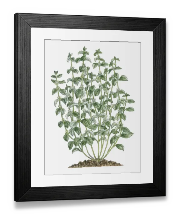 Framed Print : botany, cluster, cut out, day, flora, flower, green, grey, herb, leaf, marrubium vulgare