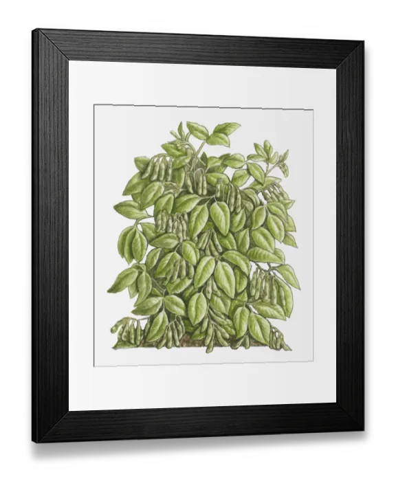 Framed Print : botany, cut out, day, flora, glycine max, green, hanging, herb, leaf, no people, outdoors