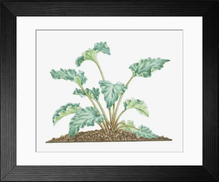 Framed Print : botany, cut out, day, flora, green, herb, leaf, no people, outdoors, rheum officinale Framed Print : botany, cut out, day, flora, green, herb, leaf, no people, outdoors, rheum officinale