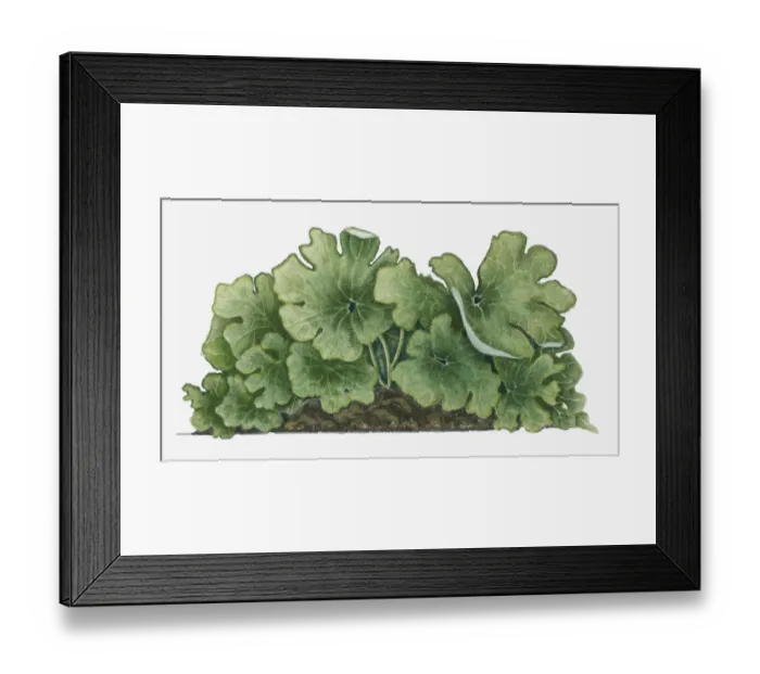 Framed Print : blood root, botany, cut out, day, flora, green, herb, large, leaf, multi-lobed, no people