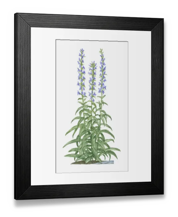 Framed Print : botany, cut out, day, flora, flower, great blue lobelia, green, herb, leaf, lobelia siphilitica Framed Print : botany, cut out, day, flora, flower, great blue lobelia, green, herb, leaf, lobelia siphilitica