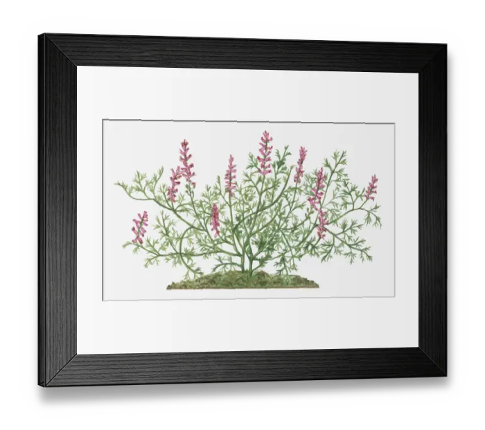 Framed Print : annual, botany, common fumitory, cut out, day, flora, flower, fumaria officinalis Framed Print : annual, botany, common fumitory, cut out, day, flora, flower, fumaria officinalis