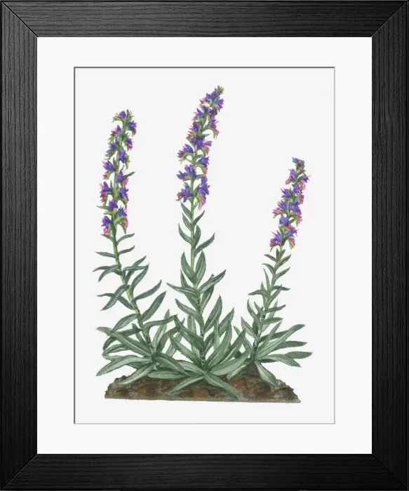 Framed Print : blue, botany, change, cut out, day, echium vulgare, flora, flower, green, hairy, herb Framed Print : blue, botany, change, cut out, day, echium vulgare, flora, flower, green, hairy, herb
