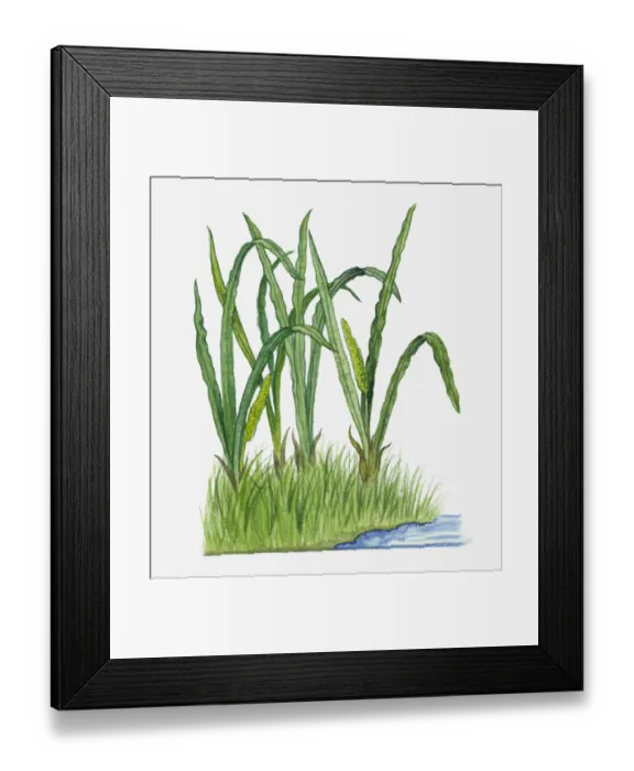 Framed Print : Dorling Kindersley Collection Framed Print : Dorling Kindersley Collection
