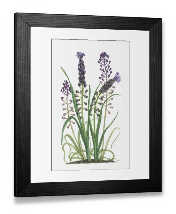 Framed Print : Dorling Kindersley Collection Framed Print : Dorling Kindersley Collection