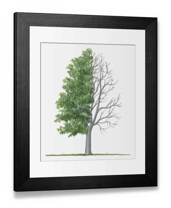 Framed Print : Dorling Kindersley Collection Framed Print : Dorling Kindersley Collection