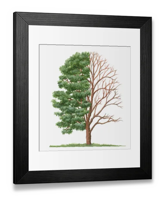 Framed Print : Dorling Kindersley Collection Framed Print : Dorling Kindersley Collection