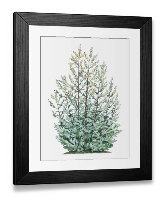 Framed Print : Dorling Kindersley Collection