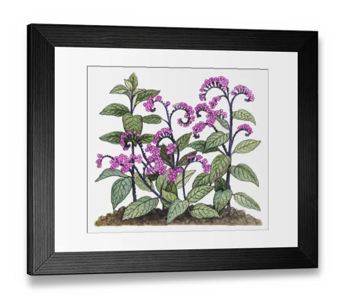 Framed Print : Dorling Kindersley Collection Framed Print : Dorling Kindersley Collection