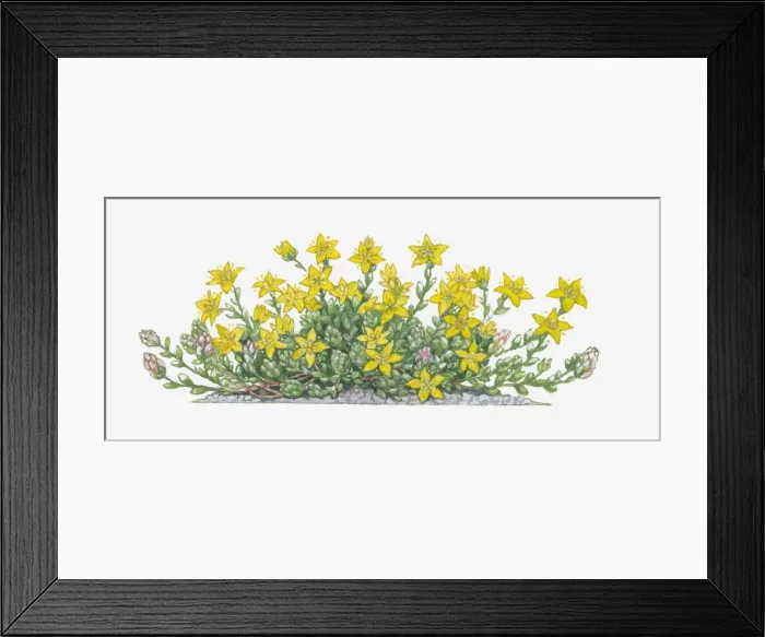 Framed Print : Dorling Kindersley Collection Framed Print : Dorling Kindersley Collection