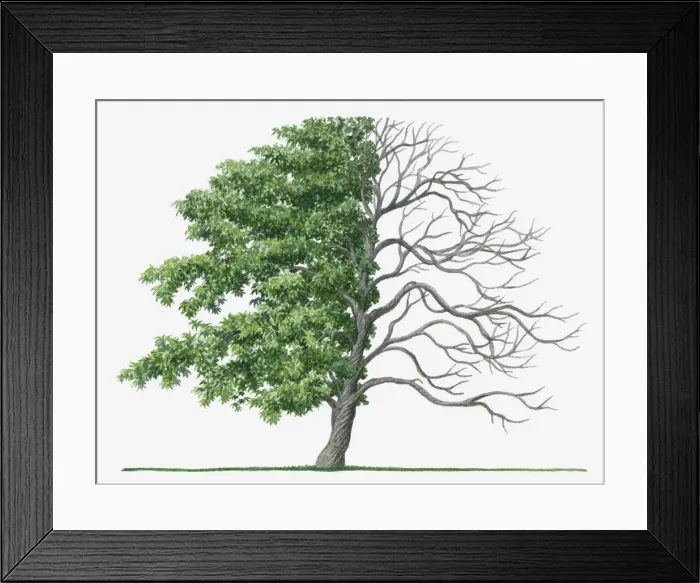 Framed Print : Dorling Kindersley Collection Framed Print : Dorling Kindersley Collection