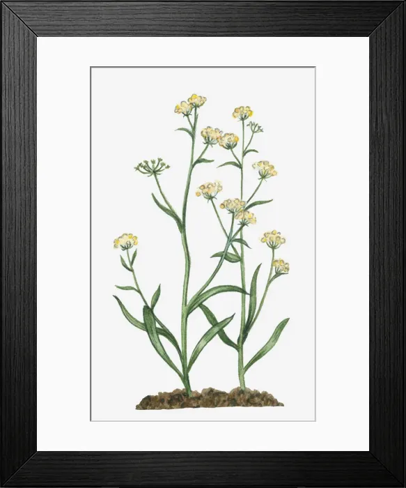 Framed Print : Dorling Kindersley Collection Framed Print : Dorling Kindersley Collection