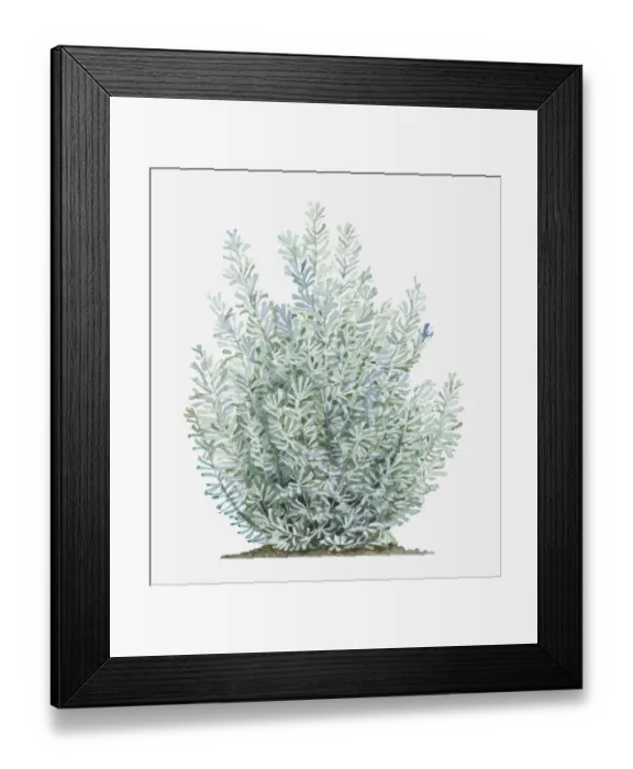 Framed Print : Dorling Kindersley Collection Framed Print : Dorling Kindersley Collection