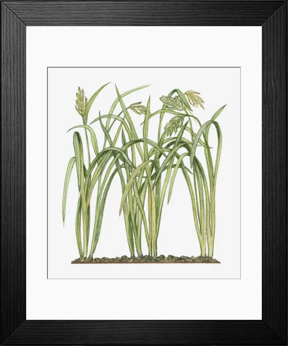 Framed Print : Dorling Kindersley Collection