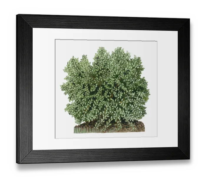 Framed Print : botany, cut out, day, flora, green, herb, leaf, no people, outdoors, shrub, simmondsia chinensis Framed Print : botany, cut out, day, flora, green, herb, leaf, no people, outdoors, shrub, simmondsia chinensis