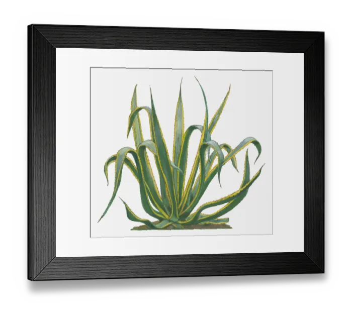 Framed Print : agave americana, botany, century plant, cut out, day, flora, green, herb, leaf, no people